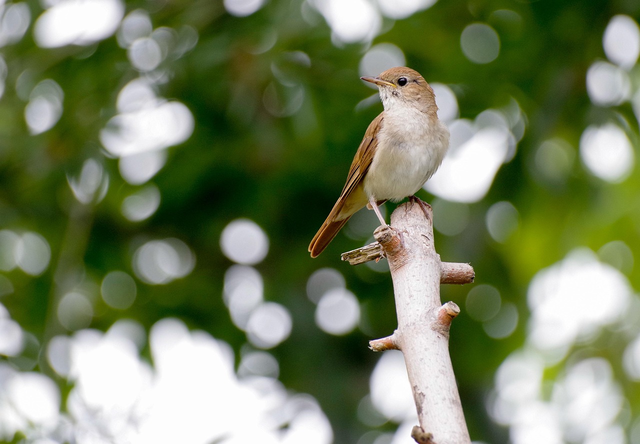 Libra: The Harmonious Nightingale (Image Credits: Pixabay)