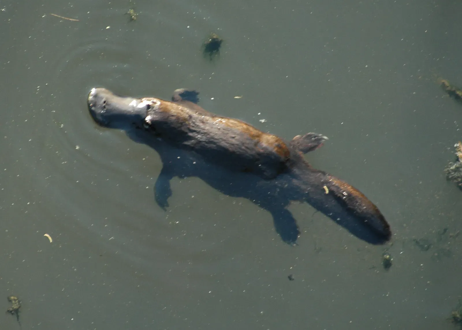 The Platypus: Living Contradiction with Electric Sense (Image Credits: Wikimedia)