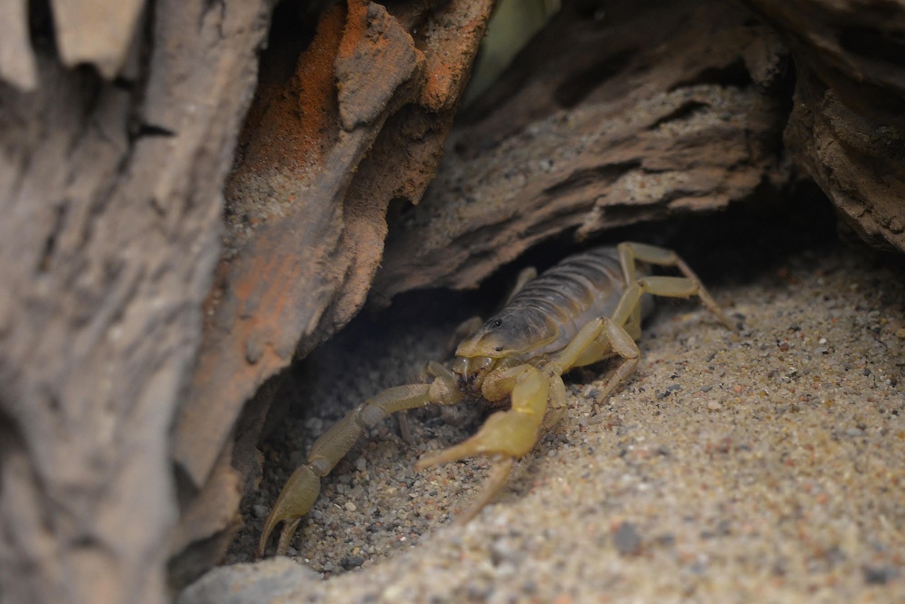 Scorpio: The Master of Transformation (Image Credits: Pixabay)