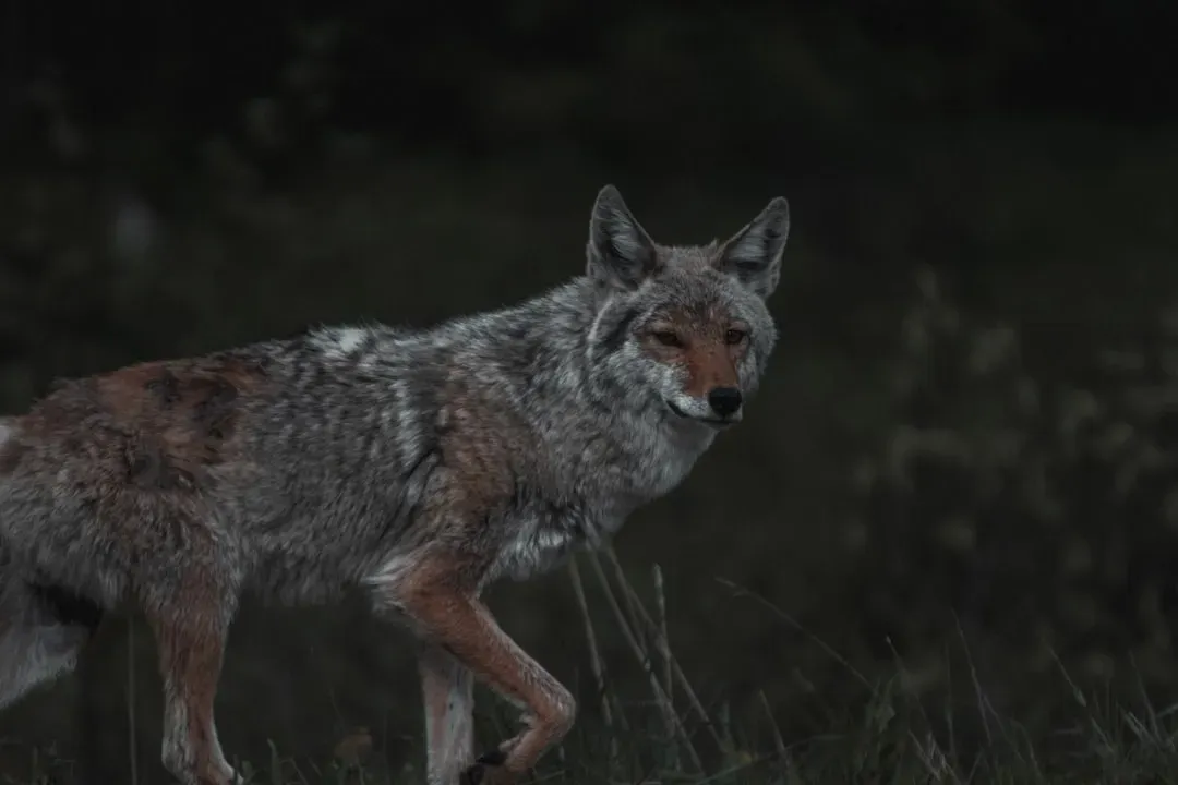 What Night Activity Says About Coyote Behavior And Territory (Image Credits: Unsplash)