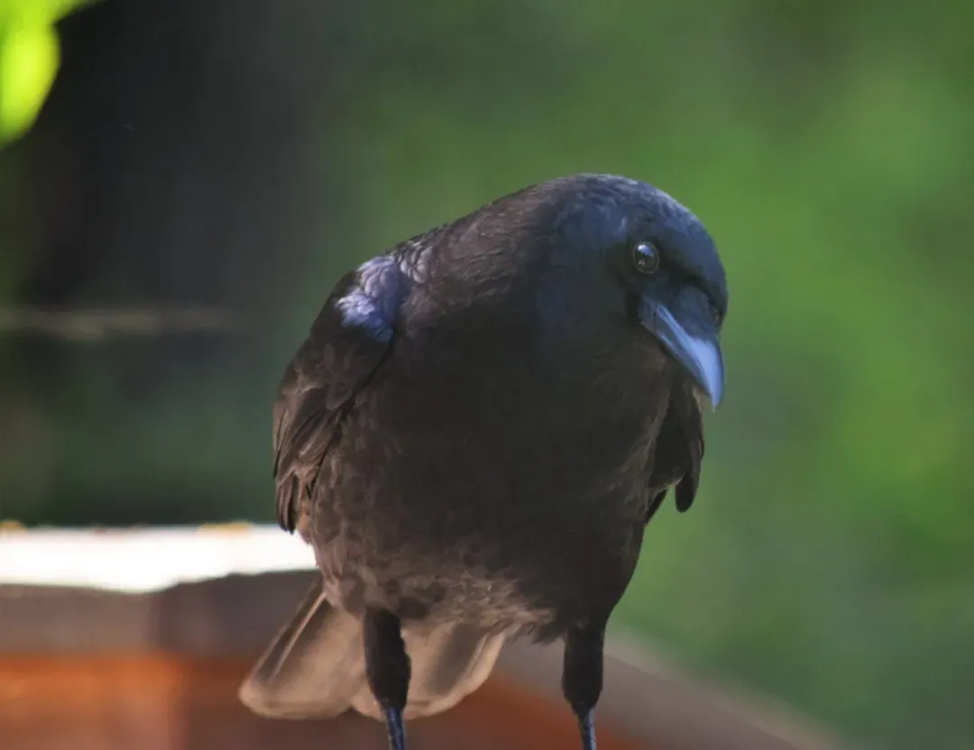 Do Crows, Octopuses, and Other “Odd” Brains Have Dream Lives Too? (Image Credits: Unsplash)