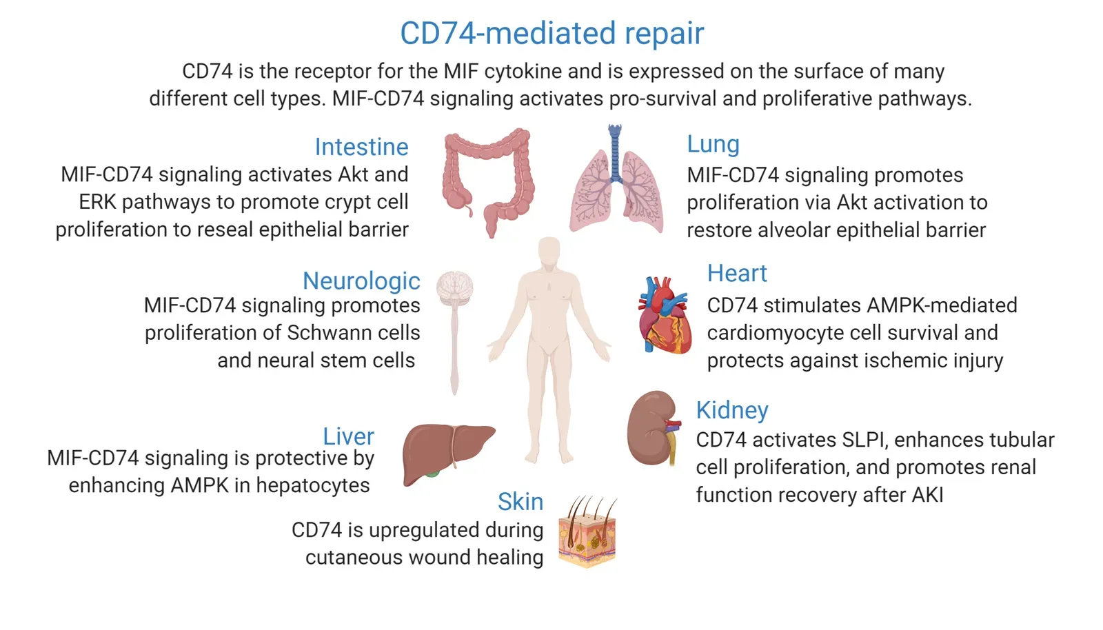 Regeneration in Action: From Skin and Liver to Surprising Tissues (Image Credits: Wikimedia)