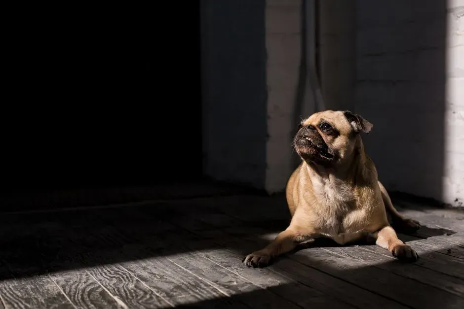 Your Dog Is Reacting to Light, Shadows, or Reflections (Image Credits: Pexels)