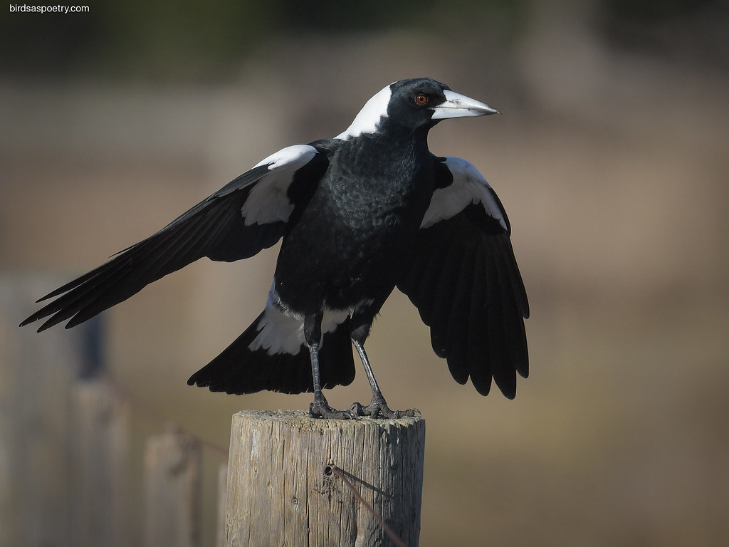 Magpies: The Long-Term Rememberers (Image Credits: Flickr)
