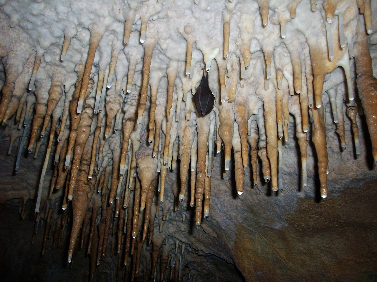 Masters of the Underground Kingdom (Image Credits: Pixabay)