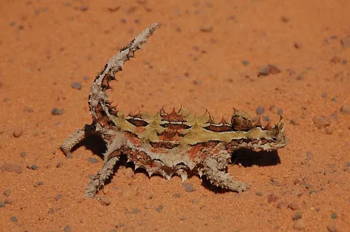 Thorny Devils: Desert Reptiles That Drink with Their Skin (By Wouter! (Retuow), CC BY-SA 3.0)