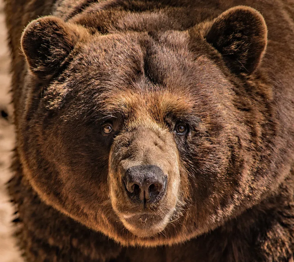 When a Grizzly Actually Makes Contact: Playing Dead Versus Fighting Back (Rennett Stowe, Flickr, CC BY 2.0)