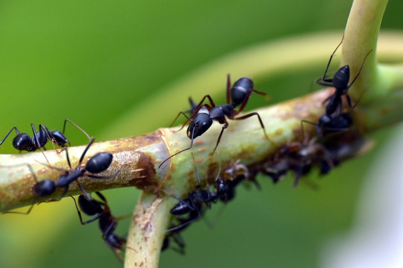 The Mindful Ant: Collective Wisdom (Image Credits: Pixabay)