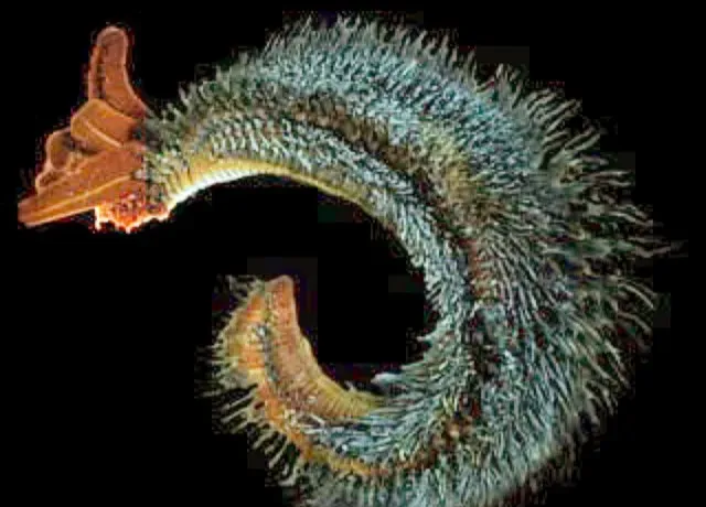 5. Pompeii Worms: Thriving at the Edge of Boiling Point (Image Credits: Wikimedia)