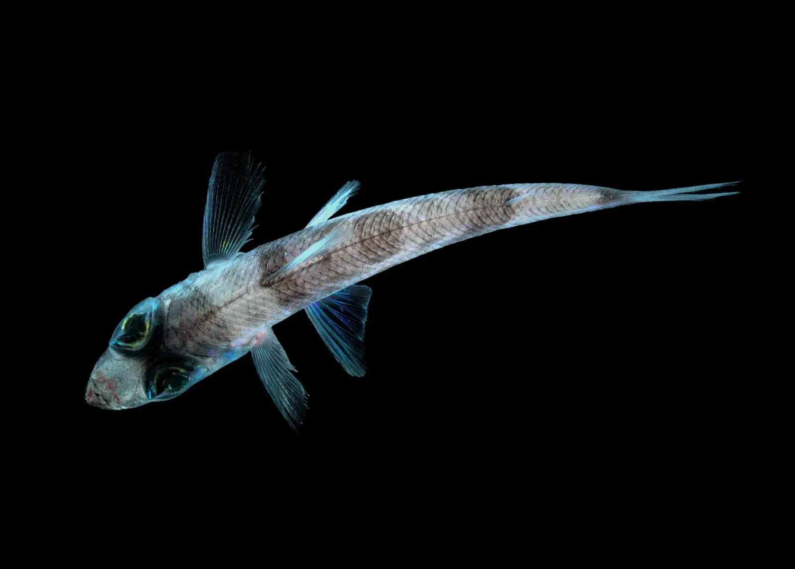 4. Extreme Pressure Survivors: Life in the Crushing Deep Sea (Image Credits: Wikimedia)