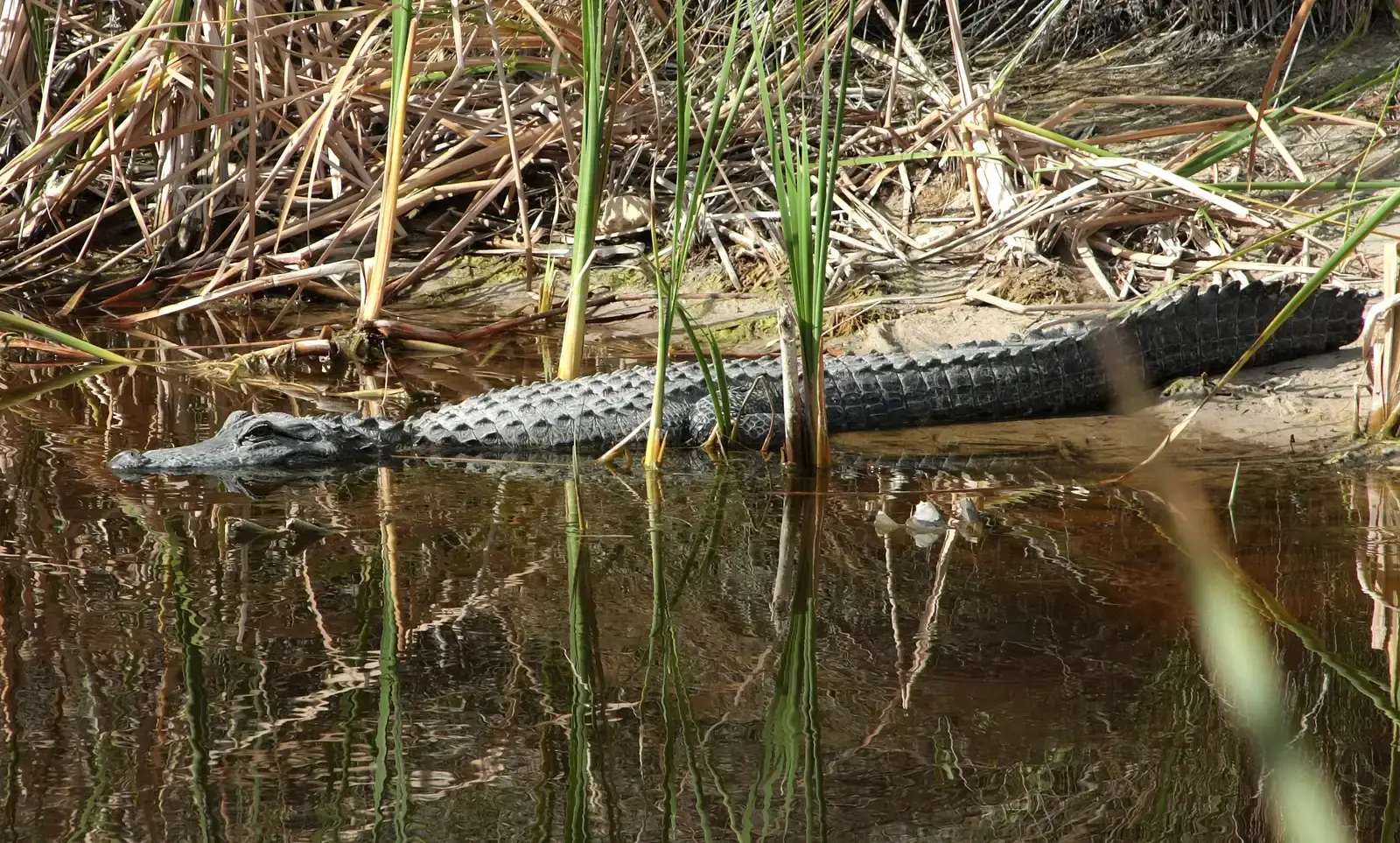 The American Alligator: Southeastern Wetland Ruler (Image Credits: Wikimedia)