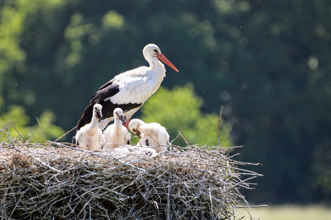Cancer: The Nurturing Stork of Water (Image Credits: Unsplash)