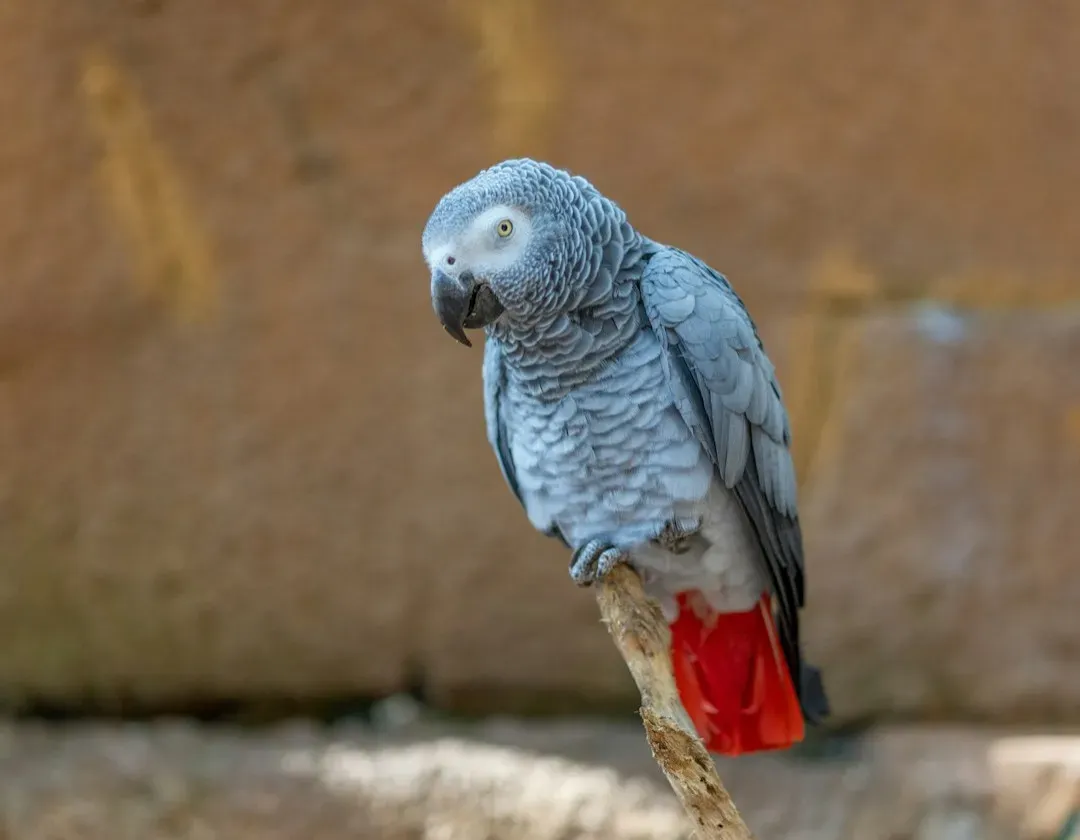 Conclusion: Rethinking What It Means to Be “Just an Animal” (Image Credits: Unsplash)