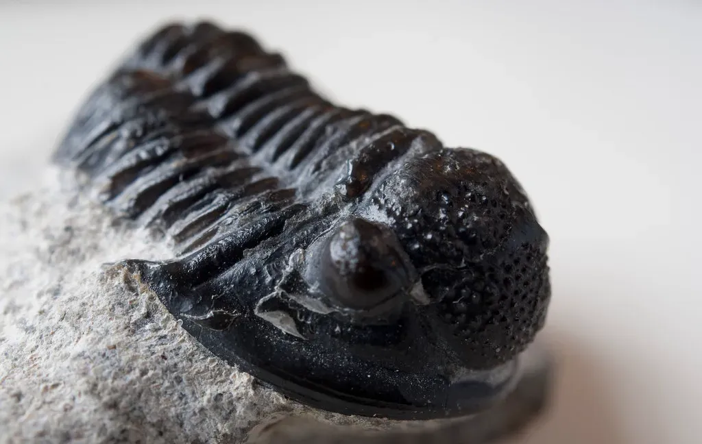 6. Trilobites – Early Arthropods That Arrive Already Sophisticated (Lukas Large, Flickr, CC BY-SA 2.0)