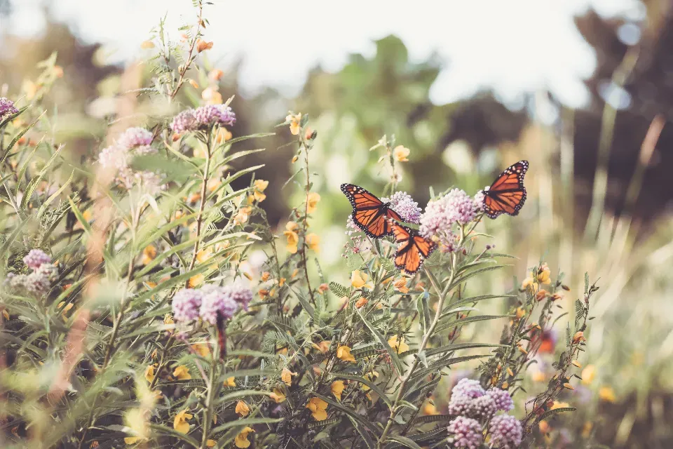 Simple Ways You Can Build or Protect a Monarch Patch (Image Credits: Stocksnap)