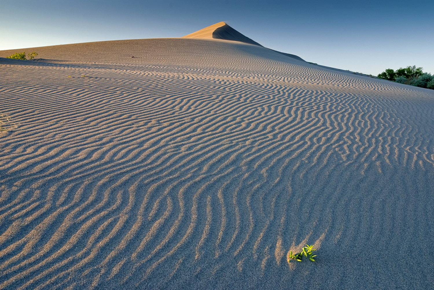 Bruneau Dunes State Park, Idaho (Image Credits: Wikimedia)