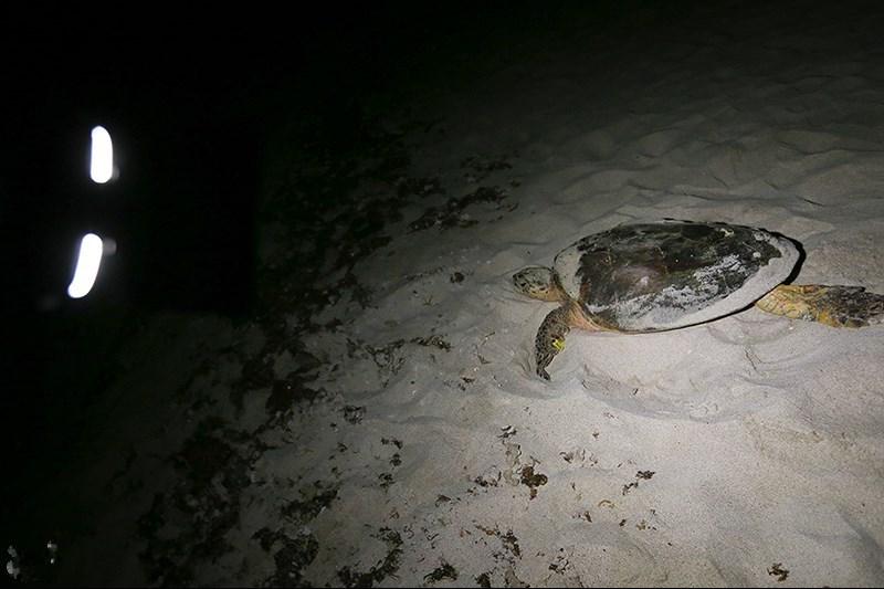 Sea Turtles and Their Celestial Journey Home (Image Credits: Wikimedia)