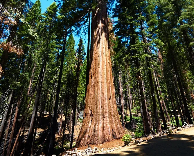Water Transport and Leaf Design: Efficient Engines in a Harsh World (Image Credits: Flickr)