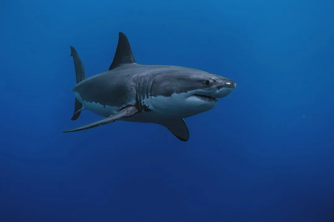 Sharks and Rays: Masters of Invisible Electricity (Image Credits: Unsplash)