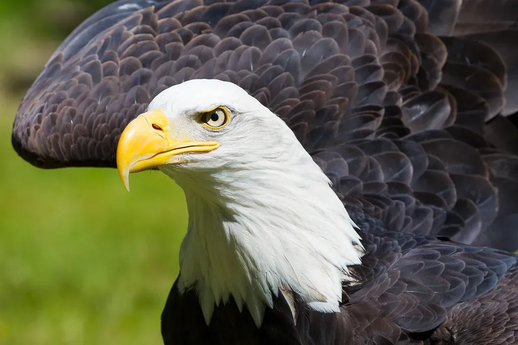 You Understand Why the Eagle Stands for Honor and Responsibility (Image Credits: Flickr)
