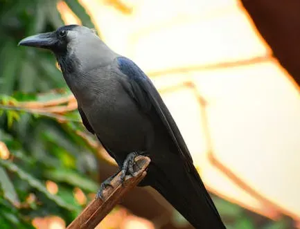 5. The Crow: The Feathered Engineer Nobody Expected (Image Credits: Pexels)