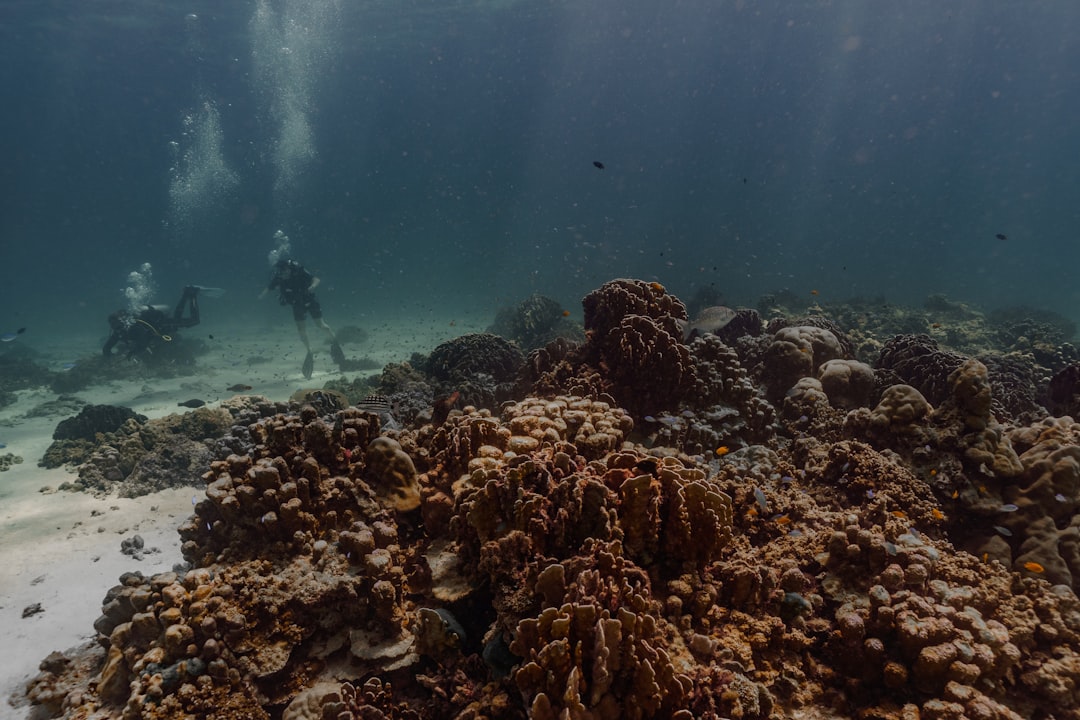 How Reef Collapse Triggers Coastal Transformation (Image Credits: Unsplash)
