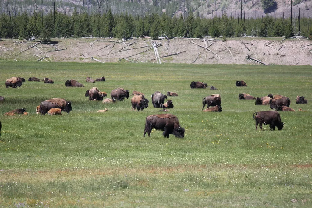 6. You Still Live in a World Where Bison Are Functionally Missing from Most of Their Homeland (DougFrancis, Flickr, CC BY 2.0)