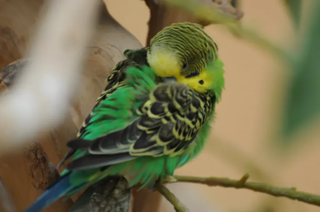 9. Excessive Sleeping or Odd Daily Rhythms (shankar s., Flickr, CC BY 2.0)