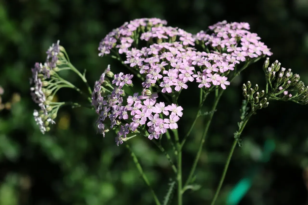 4. Yarrow – The Wound-Healing Herb Hiding in Plain Sight (Image Credits: Pixabay)