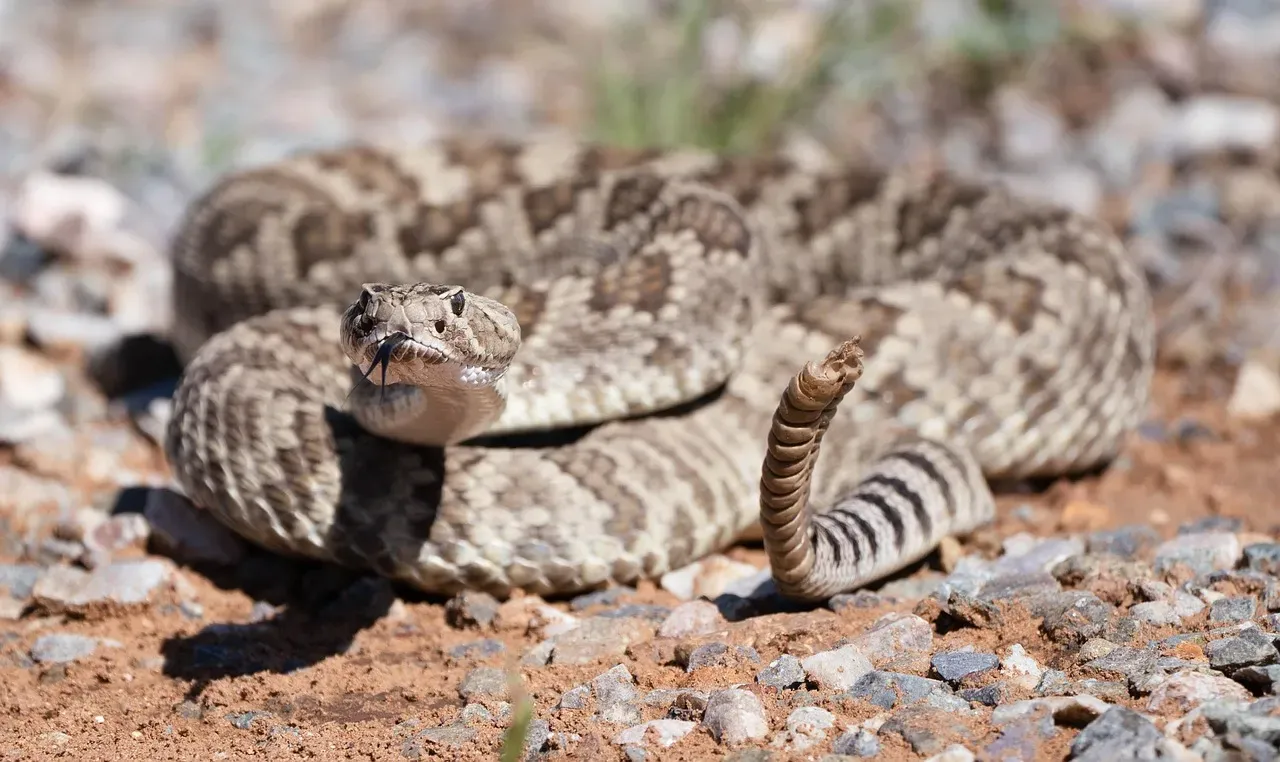 1. You Share the Southwest With More Rattlesnake Species Than You Think (Image Credits: Pixabay)