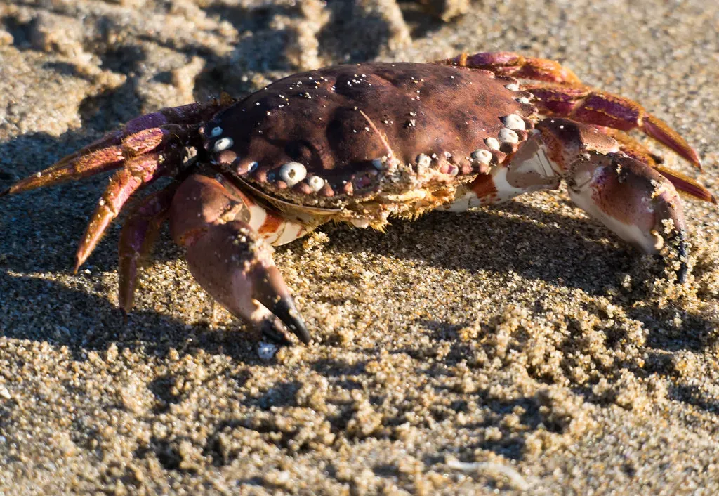 Cancer: The Defensiveness of the Crab (amitp, Flickr, CC BY 2.0)