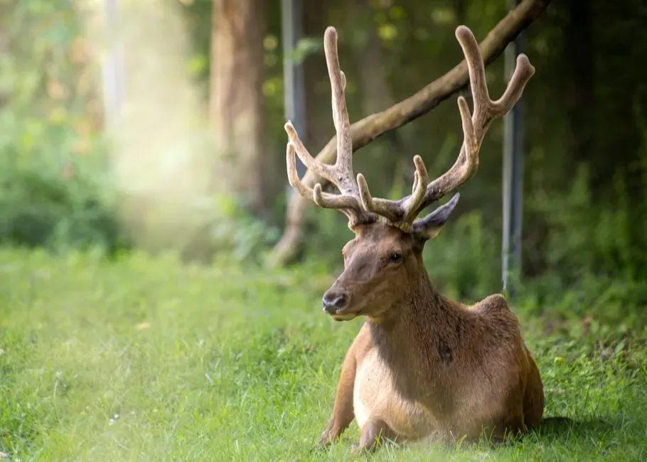 #10 - The Giant Deer That Kept Showing Up After It Was Gone (Image Credits: Pexels)