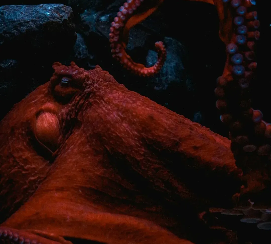 What Octopus Sleep Forces You to Rethink About “Being Aware” (Image Credits: Unsplash)