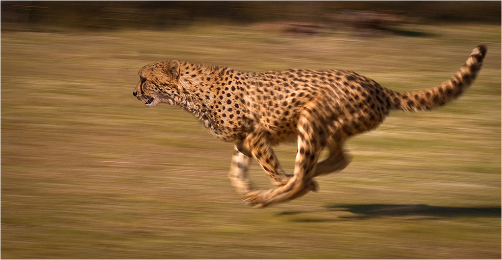 Gemini - The Cheetah: Quick Wit and Adaptable Speed (Image Credits: Wikimedia)