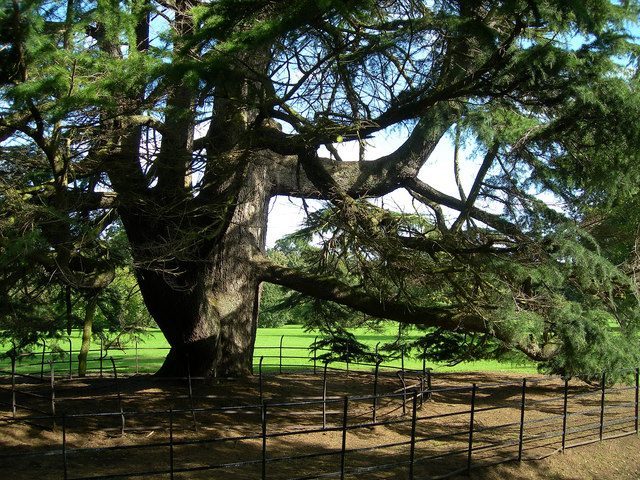 Why It Matters: Ancient Trees in a Rapidly Changing World (Image Credits: Wikimedia)