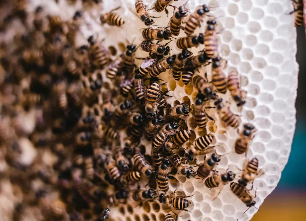 2. Beehives and Honeycombs: Masters of the Hexagon (Image Credits: Unsplash)