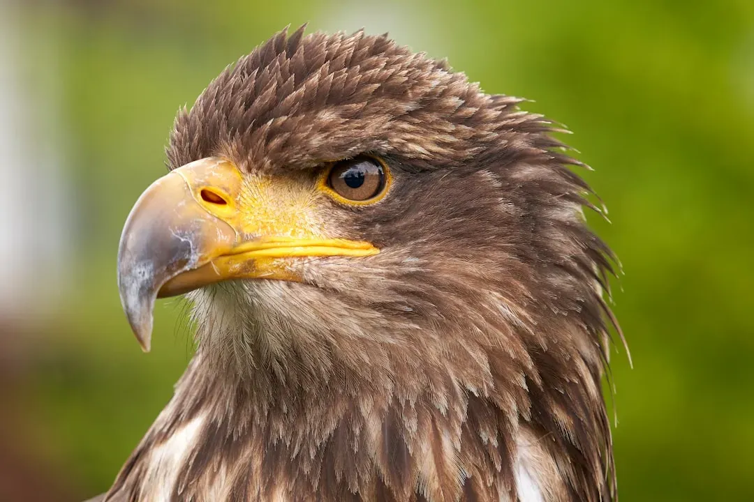 4. Eagle - Eyes That Defy Human Logic (Image Credits: Unsplash)