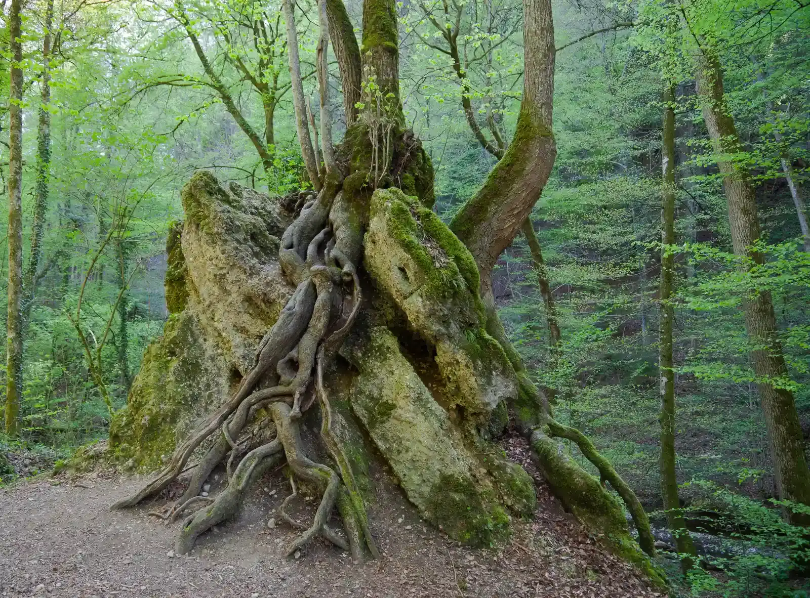 #8 - Root Tips Sacrifice Cells to Protect Themselves (By Diego Delso, CC BY-SA 3.0)
