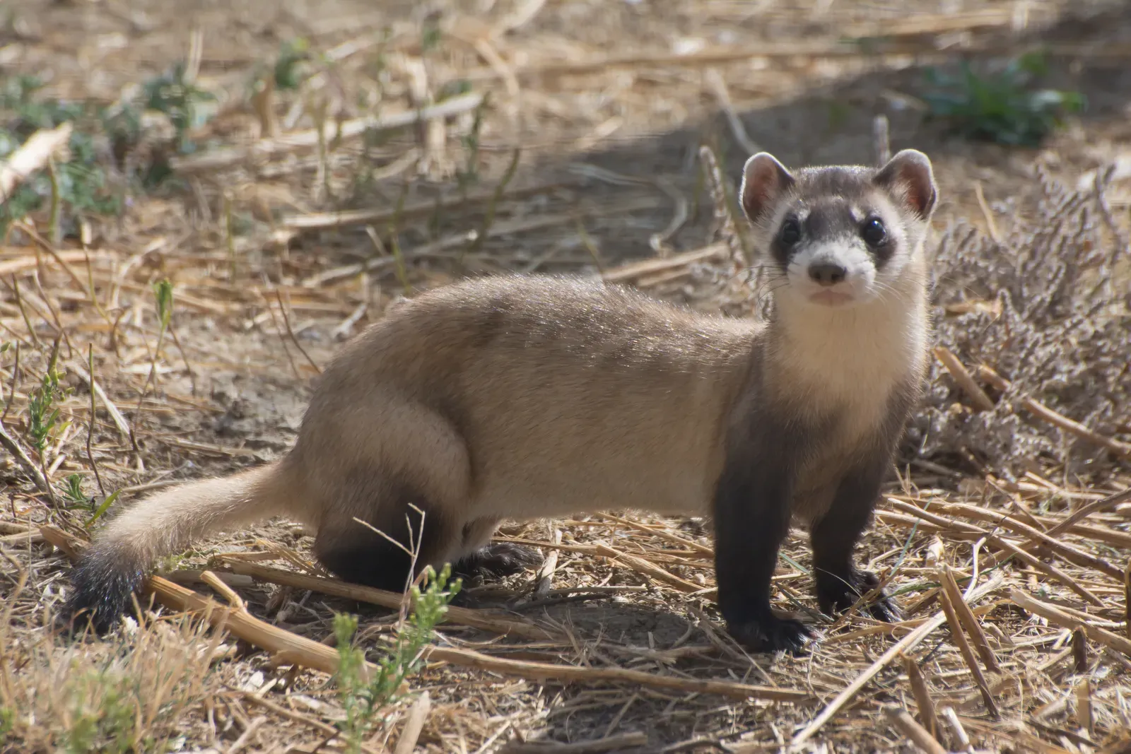 4. The Black-Footed Ferret - America's Most Dramatic Comeback Story (Image Credits: Wikimedia)
