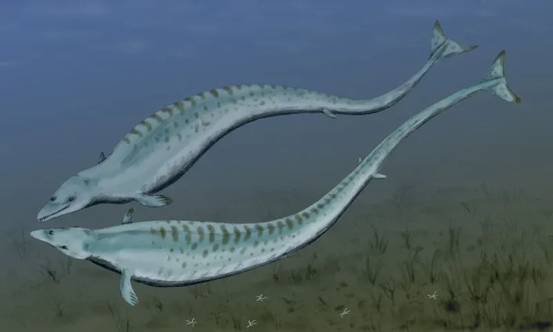 Basilosaurus: The Serpent Whale (Image Credits: Wikimedia)