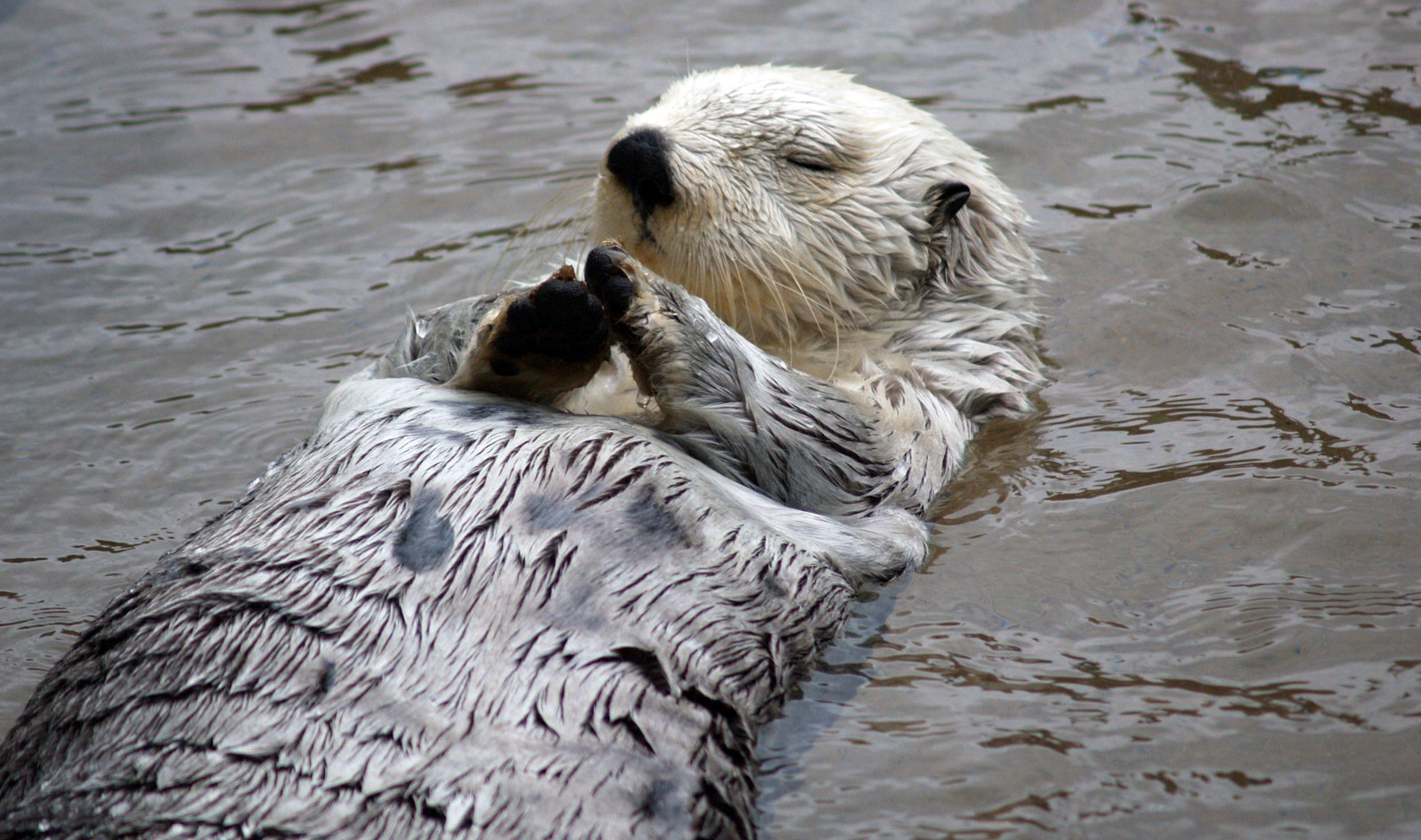 The Sea Otter: Playful Spirit Guides (Image Credits: Wikimedia)