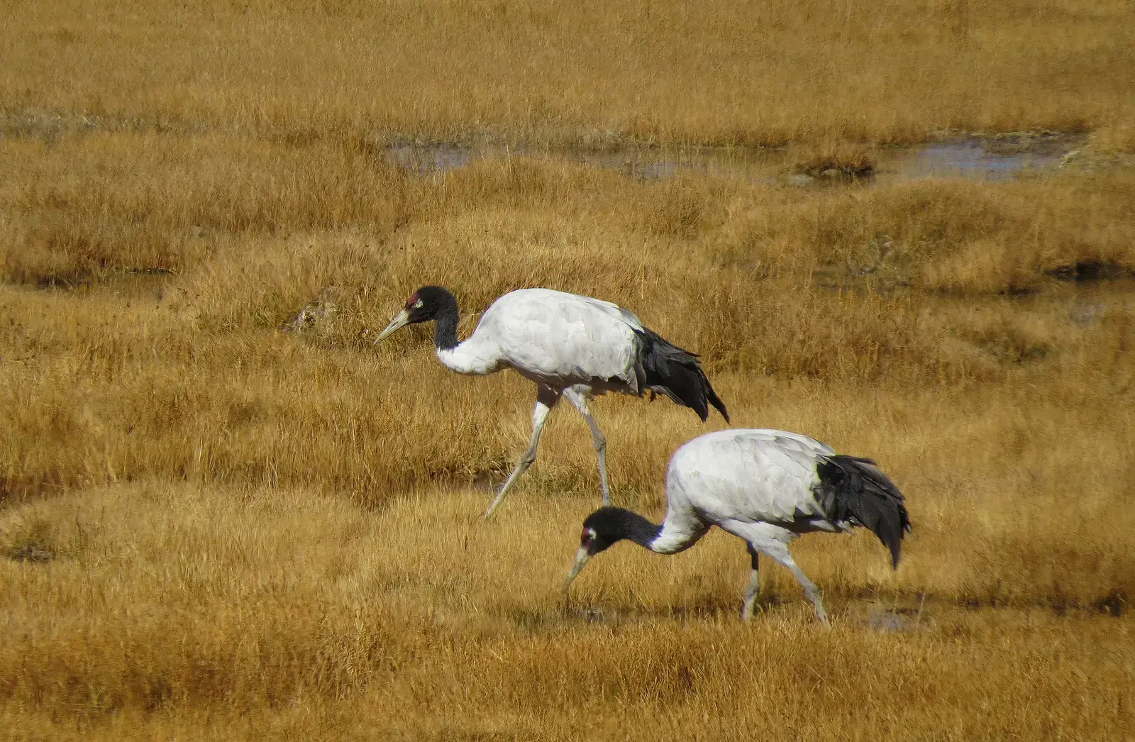 Black-necked Crane – The High-Altitude Giant of the Himalayas (By Abhinava1998, CC BY-SA 4.0)