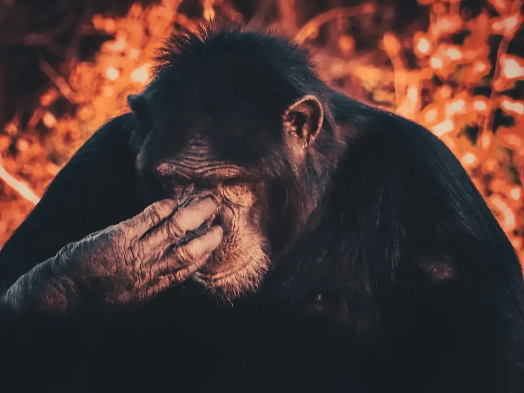 The Science Of Animal Emotions Is No Longer “Soft” Science (Image Credits: Unsplash)