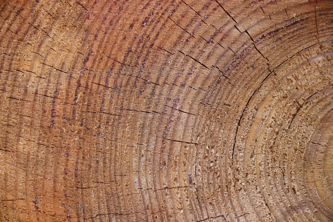 The Hidden Diary Inside a Tree Trunk (Image Credits: Unsplash)