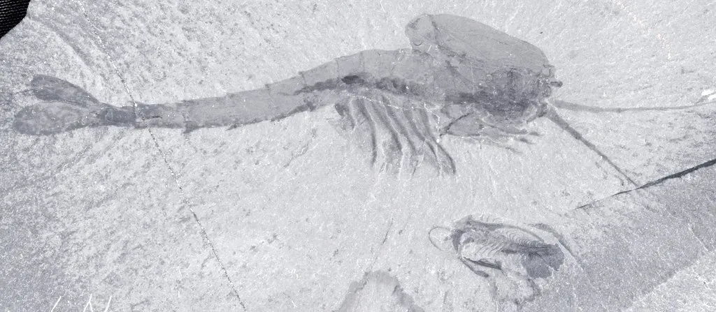 #23 - The Burgess Shale: Cambrian Life That's Way Too Complex, Way Too Early (Image Credits: Flickr)