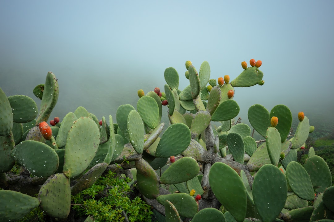Nature's Living Nets (Image Credits: Unsplash)
