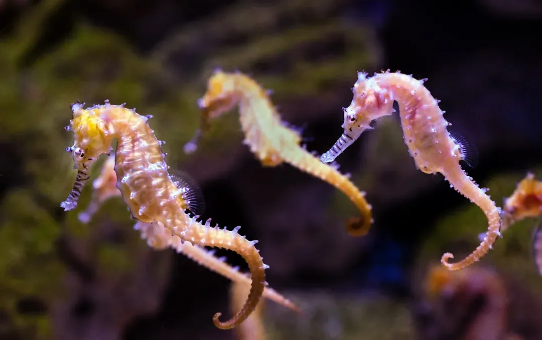 Libra – The Seahorse (Image Credits: Unsplash)
