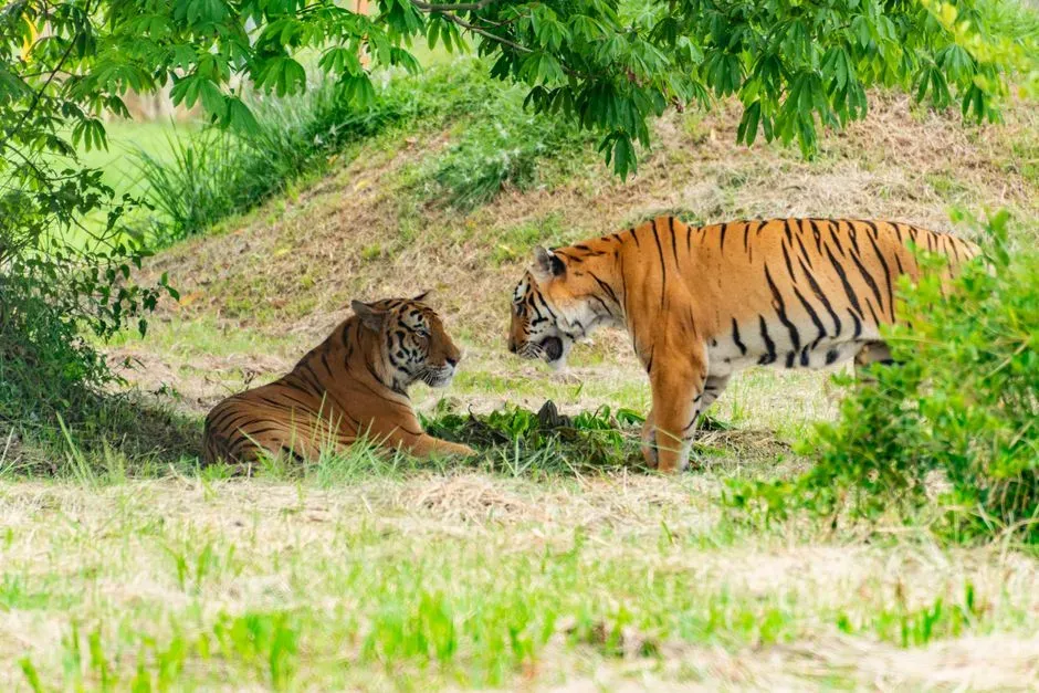 When Solitary Tigers Do Choose Company (Image Credits: Pexels)