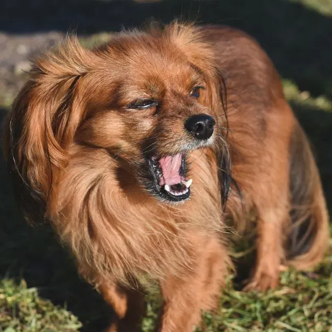 Your Dog’s “Copycat” Yawn Is Linked To Empathy, Not Boredom (Image Credits: Pexels)