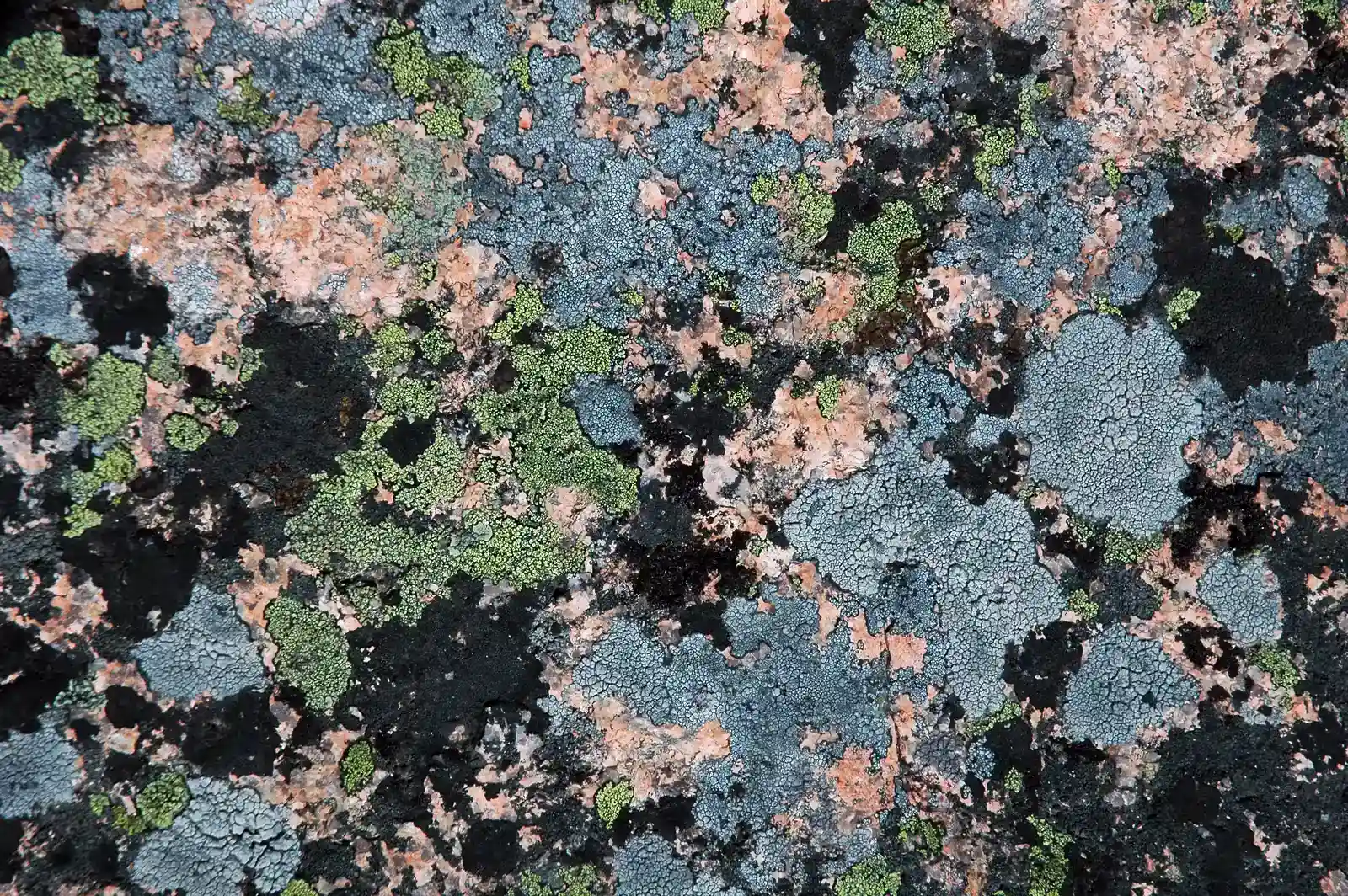 5. Encrusted “Living Rocks” Whose Core Identity Is Unclear (By James St. John, CC BY 2.0)